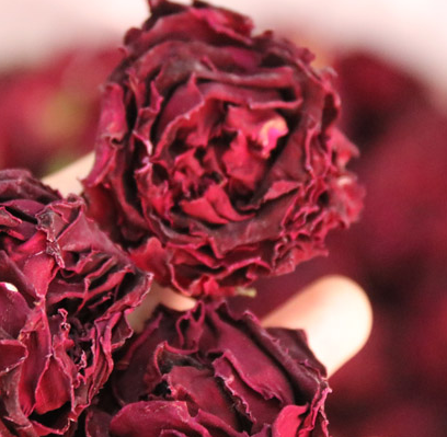 滇园 云南墨红玫瑰-2