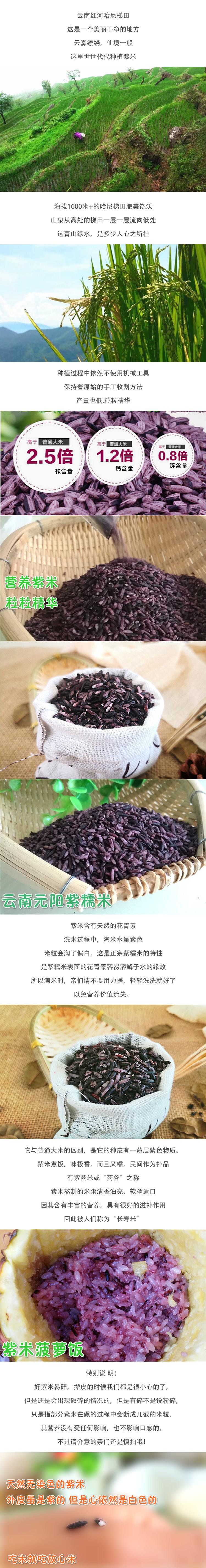 云南元阳梯田紫米