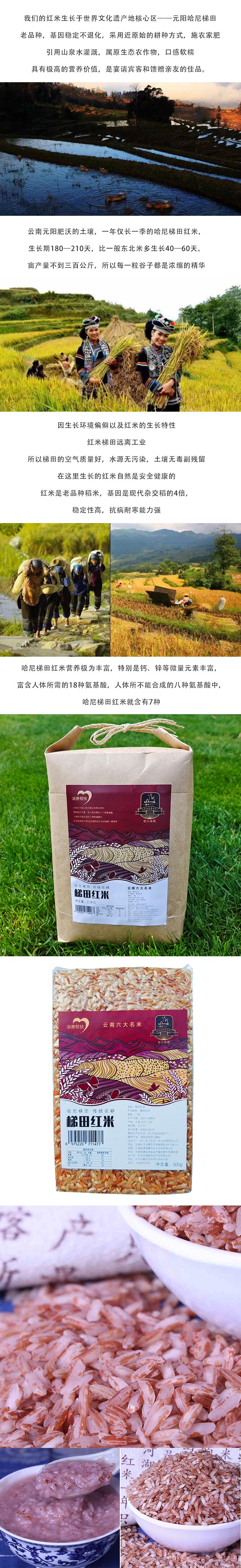 云南元阳梯田红米